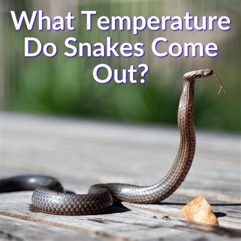 Bay Area temperatures will go up, and snakes likely will be coming out